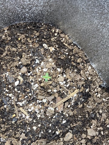  Tropicana Cherry  — seedling_rooting, day 3