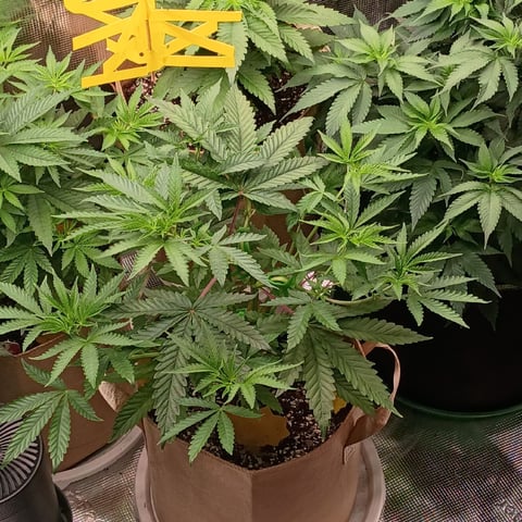 TentPlantLightFan — vegetative, day 58