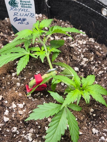 I'll get it right — vegetative, day 34