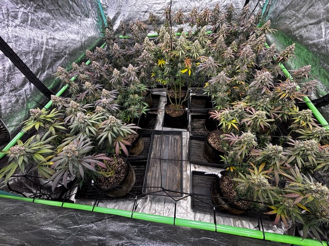 Pink Passion Fruit — flower, day 109