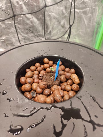 dwc 10/2025 — seedling_rooting, day 1
