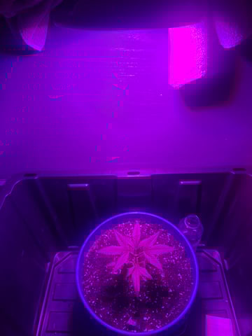 5 Random Seeds in a pot I found in my grinder. — vegetative, day 13