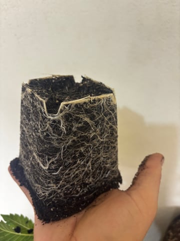 Mixed Freebies — vegetative, day 31