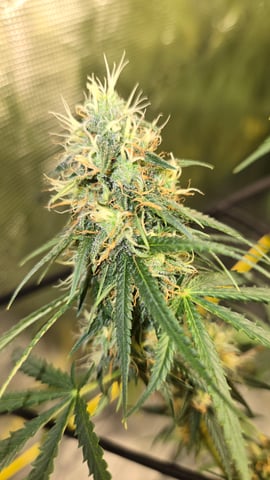 Big Momma Blue Dream  — flower, day 39