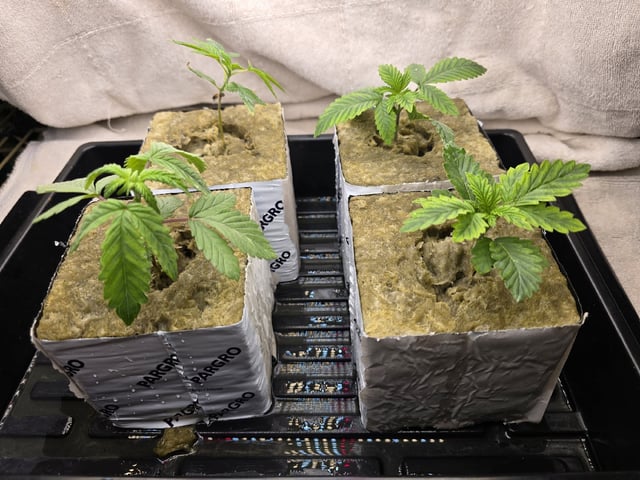 Dr. Sleep — seedling_rooting, day 38