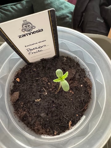 Pineapple Express F1 — seedling_rooting, day 1