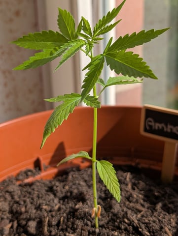 My First Grow 🪴 April '26 — vegetative, day 28