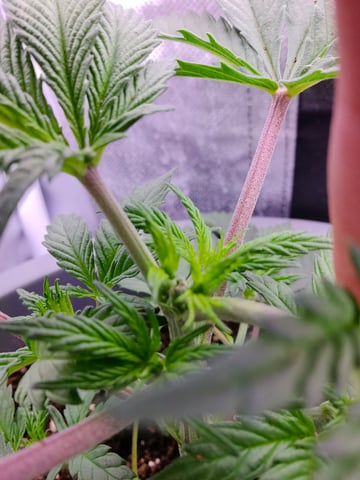 First grow in first set up — vegetative, day 43