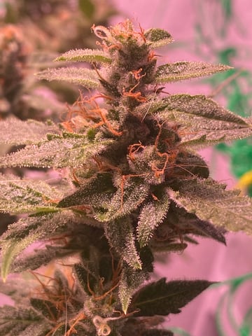 pineapple Express  — flower, day 30