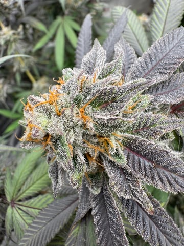 Master Kush RBX — flower, day 172