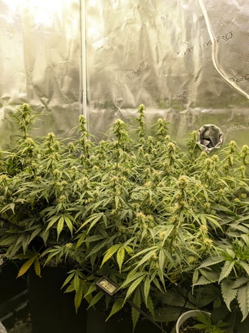 first grow — flower, day 45