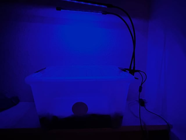 First magic mushroom grow — flower, day 63