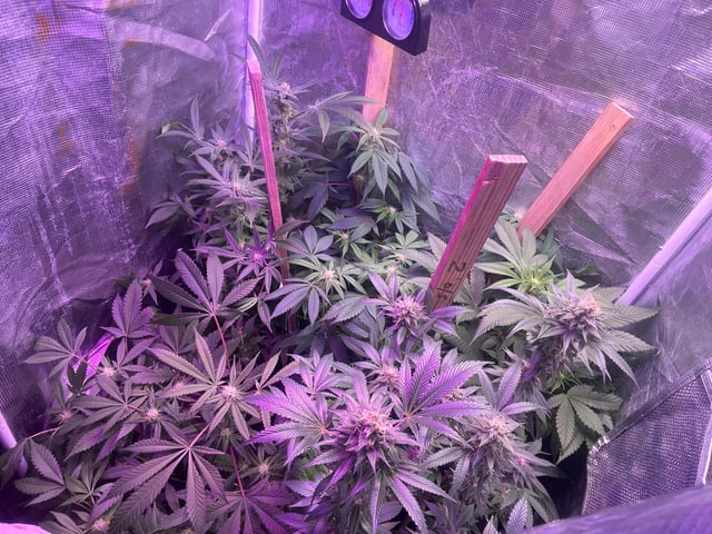  strawberry cough  — flower, day 109