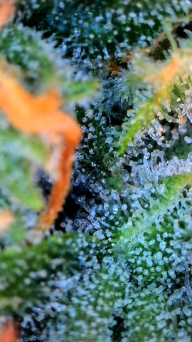 gorilla cookies  — flower, day 49