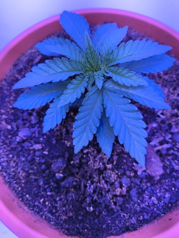 unknown strain 1st grow — seedling_rooting, day 8