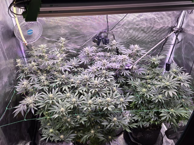 4 strains in 1 tent — flower, day 90