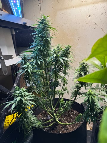 First grow — flower, day 93