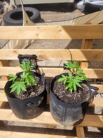 Clones And Hermie Seeds — vegetative, day 34