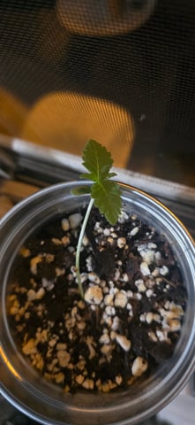 Mystery Weed Plant — seedling_rooting, day 13
