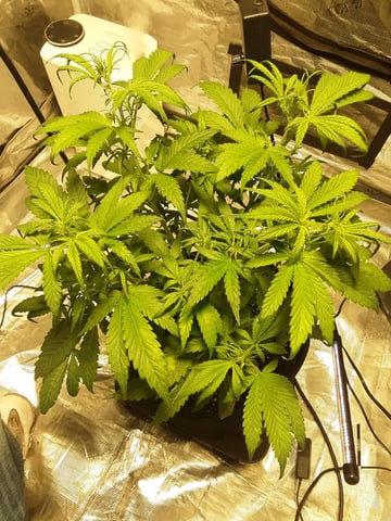Gorilla Cookies Auto — vegetative, day 43
