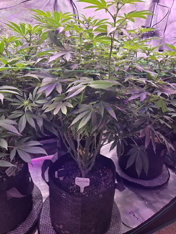 4 strains in 1 tent — flower, day 77