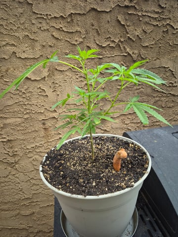 new strain — vegetative, day 1