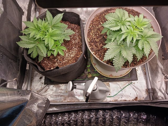 9lbhammer feminized  — vegetative, day 22