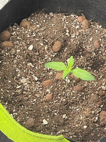 Gorilla Cookies Auto (42 FastBuds) — vegetative, day 15