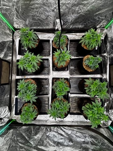 Pink Passion Fruit — vegetative, day 31