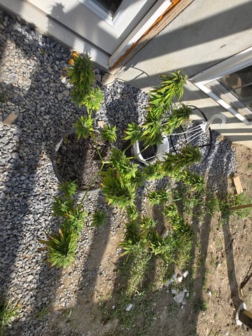 cherry pie  — flower, day 84