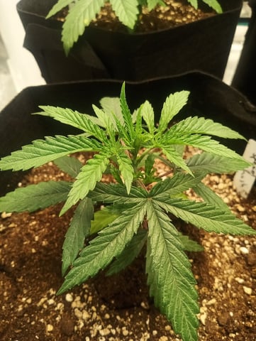 First Time Growing  — vegetative, day 16