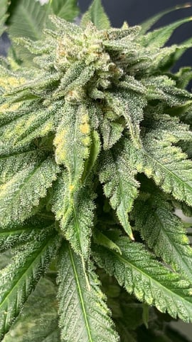 Current Grow — flower, day 27