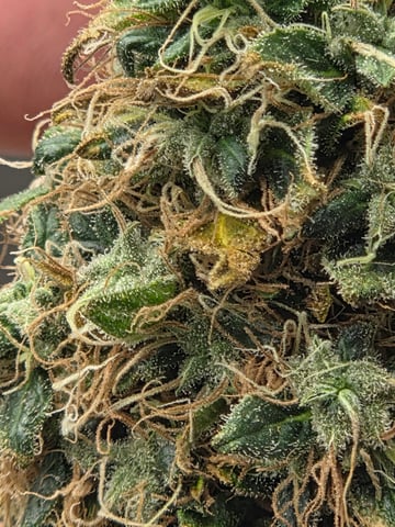 5 th grow still trying to dial it in and get big harvest  — flower, day 126