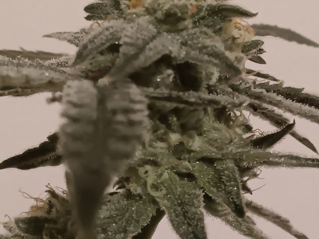 Started from clone 5/20 (Blood Diamond OG)  — harvest, day 37