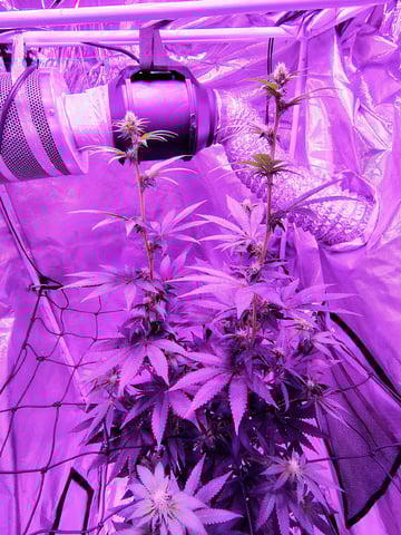 CountryG  — flower, day 109