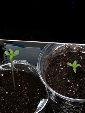 My First Grow — seedling_rooting, day 7