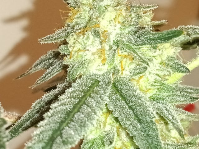 Started from clone 5/20 (Blood Diamond OG)  — harvest, day 37