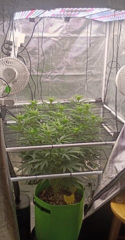 FastBuds Photo-Lemon Mandarin  — flower, day 98