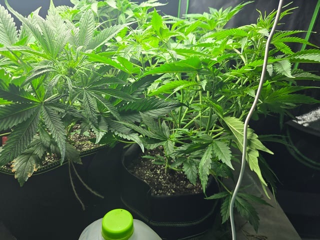 2nd Autoflower Indoor Grow — vegetative, day 35