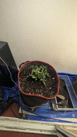 All White Spring Grow — flower, day 24