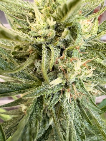 Muliflex — flower, day 82