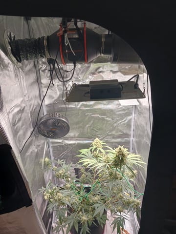 black gorilla feminized — flower, day 23