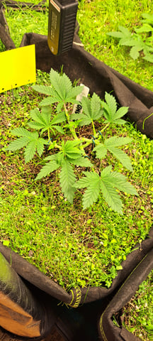First Grow with the new setup  — vegetative, day 32