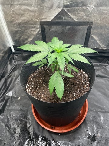 Blueberry — vegetative, day 30