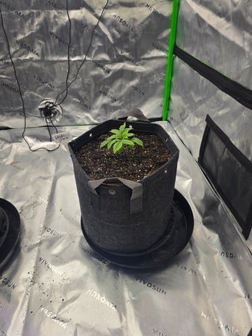 2nd grow round 2 — vegetative, day 16