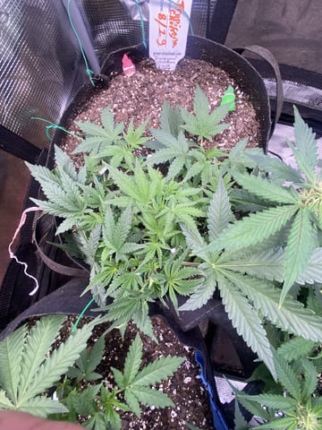  Tropicana Cherry  — vegetative, day 29