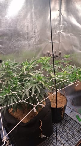 1st Grow - ROYAL MOBY (indoor)(photop.) — vegetative, day 79