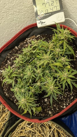 All White Spring Grow — flower, day 57