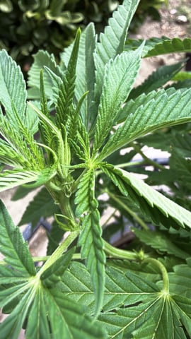 Sour Glue — flower, day 67