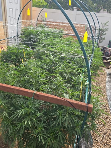 Sour Headies/OGBX1 — vegetative, day 90